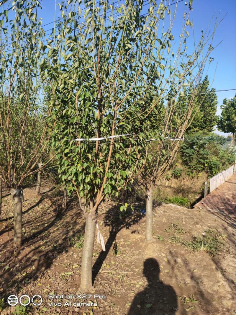 基地直销红梅，规格齐全，红梅树量大从优