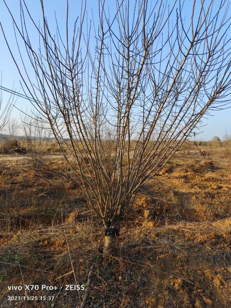基地直销红梅，规格齐全，红梅树量大从优
