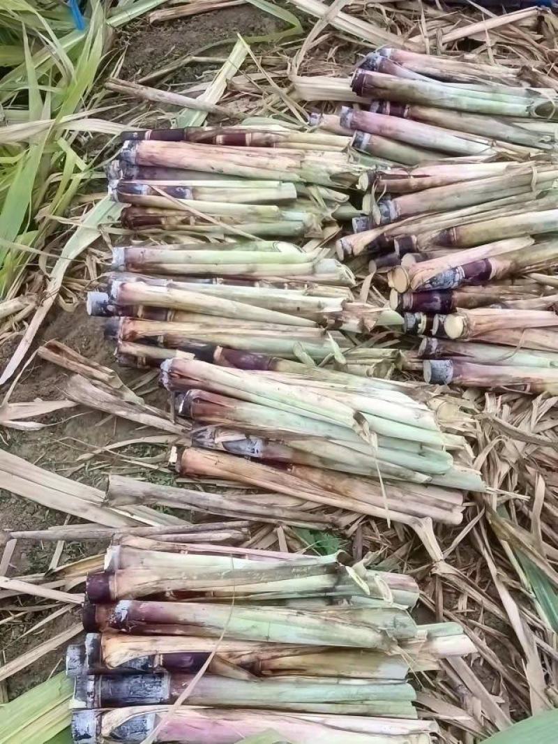 广西博白供应优质黑皮甘蔗种大灰种，大量供应，提供技术，。
