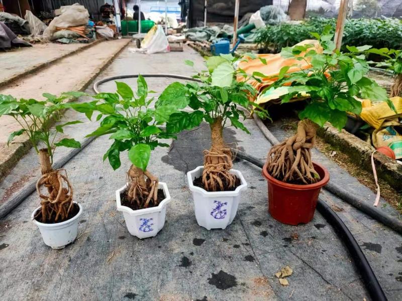 提根绿宝幸福树福建源头厂家自产自销整箱销售