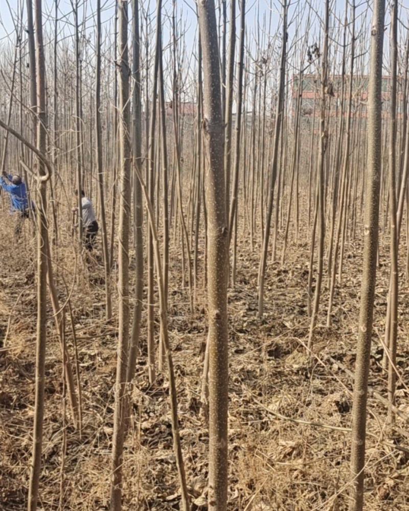 泡桐，地址，山西运城，