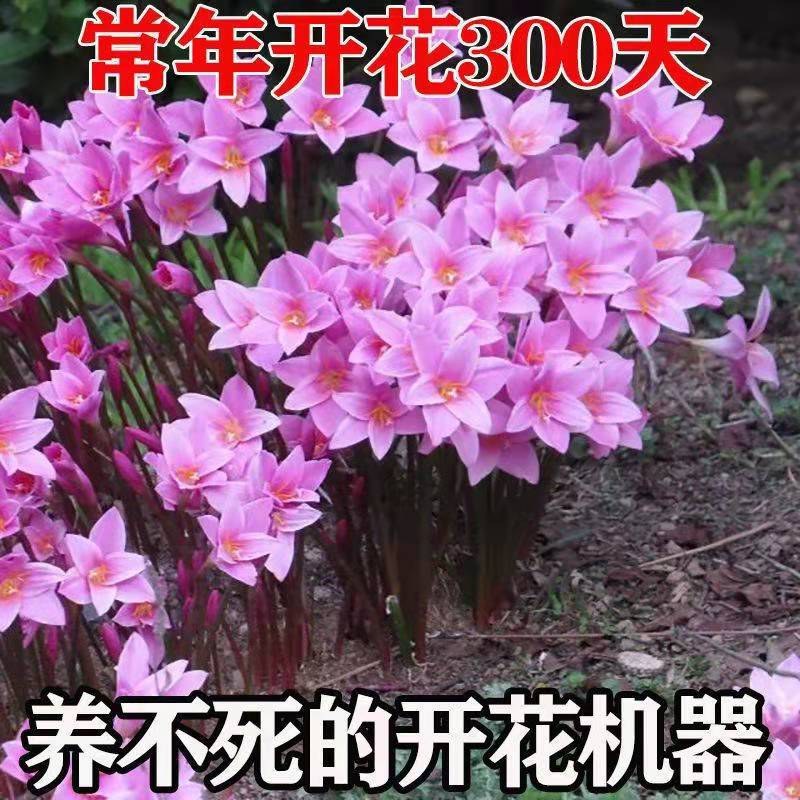优选风雨兰四季开花重瓣风雨兰种球室内阳台花卉盆栽四季种球