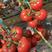 早春西红柿苗番茄苗硬粉抗病毒死棵、叶霉灰叶斑、精品大果