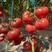 早春西红柿苗番茄苗硬粉抗病毒死棵、叶霉灰叶斑、精品大果
