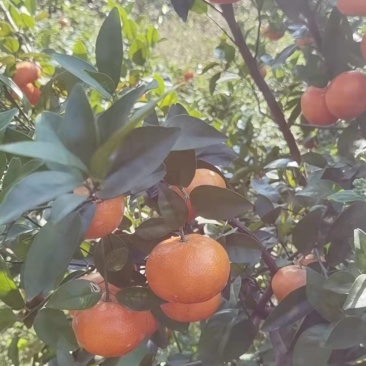 默科特柑橘