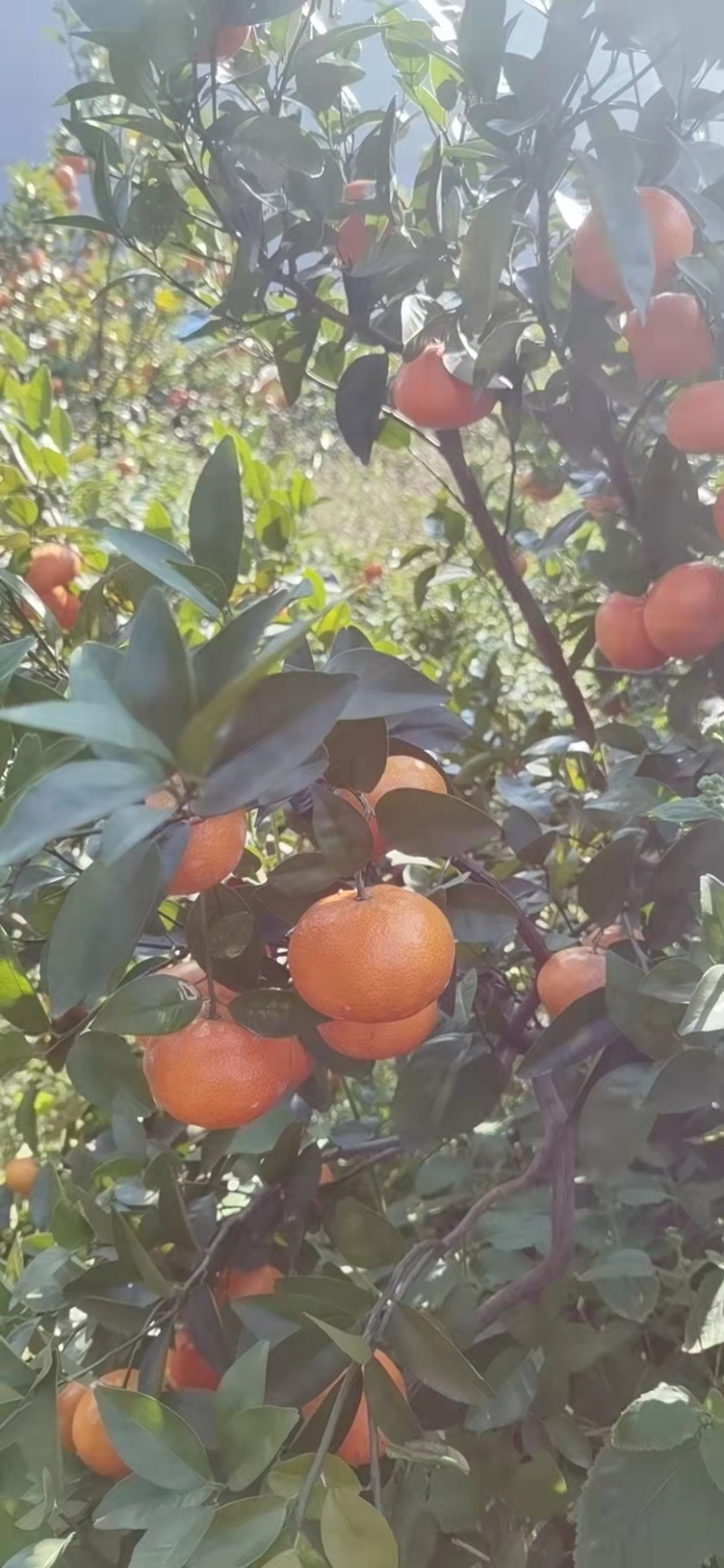 默科特柑橘