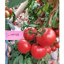 金迪386红果西红柿种子番茄种子春夏秋栽培