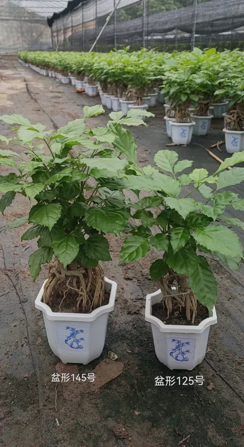 提根绿宝幸福树福建源头厂家自产自销整箱销售