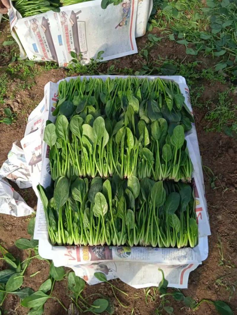 大叶菠菜20-30厘米产地直发货量充足量大从优欢迎采购