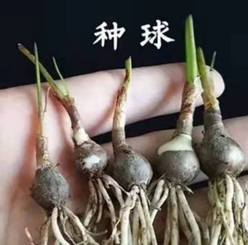 优选风雨兰四季开花重瓣风雨兰种球室内阳台花卉盆栽四季种球