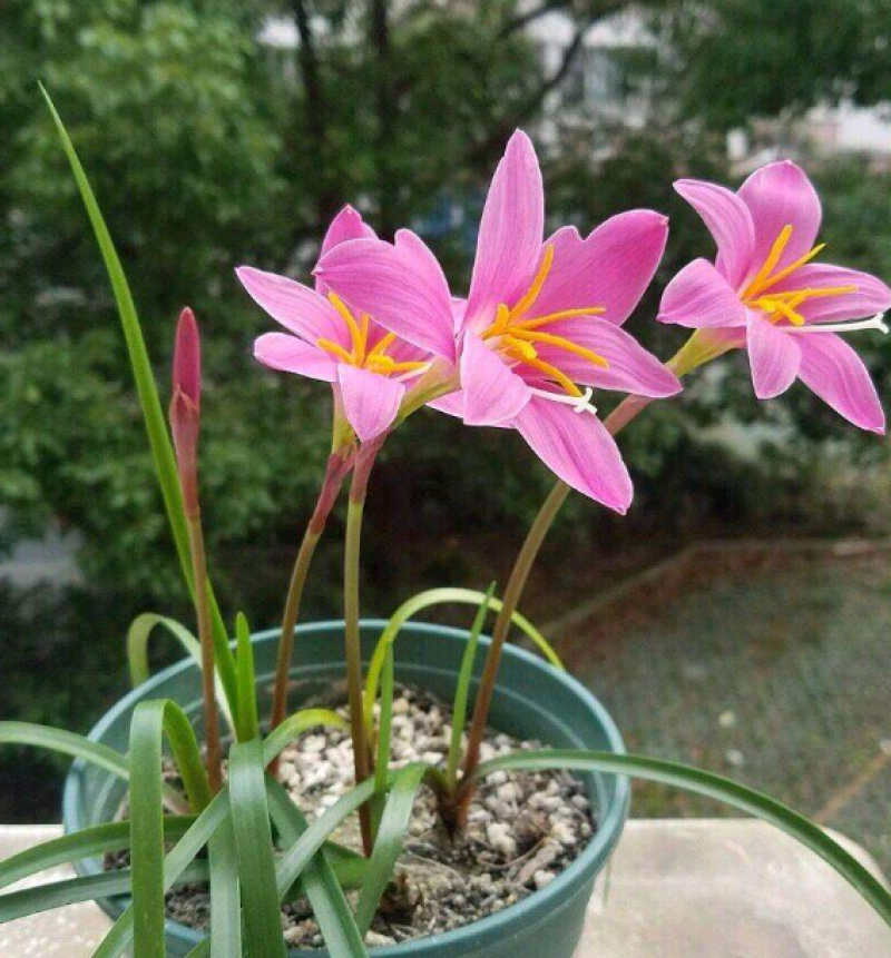 优选风雨兰四季开花重瓣风雨兰种球室内阳台花卉盆栽四季种球