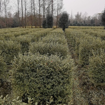 基地直销各规格精品银姬小蜡绿篱