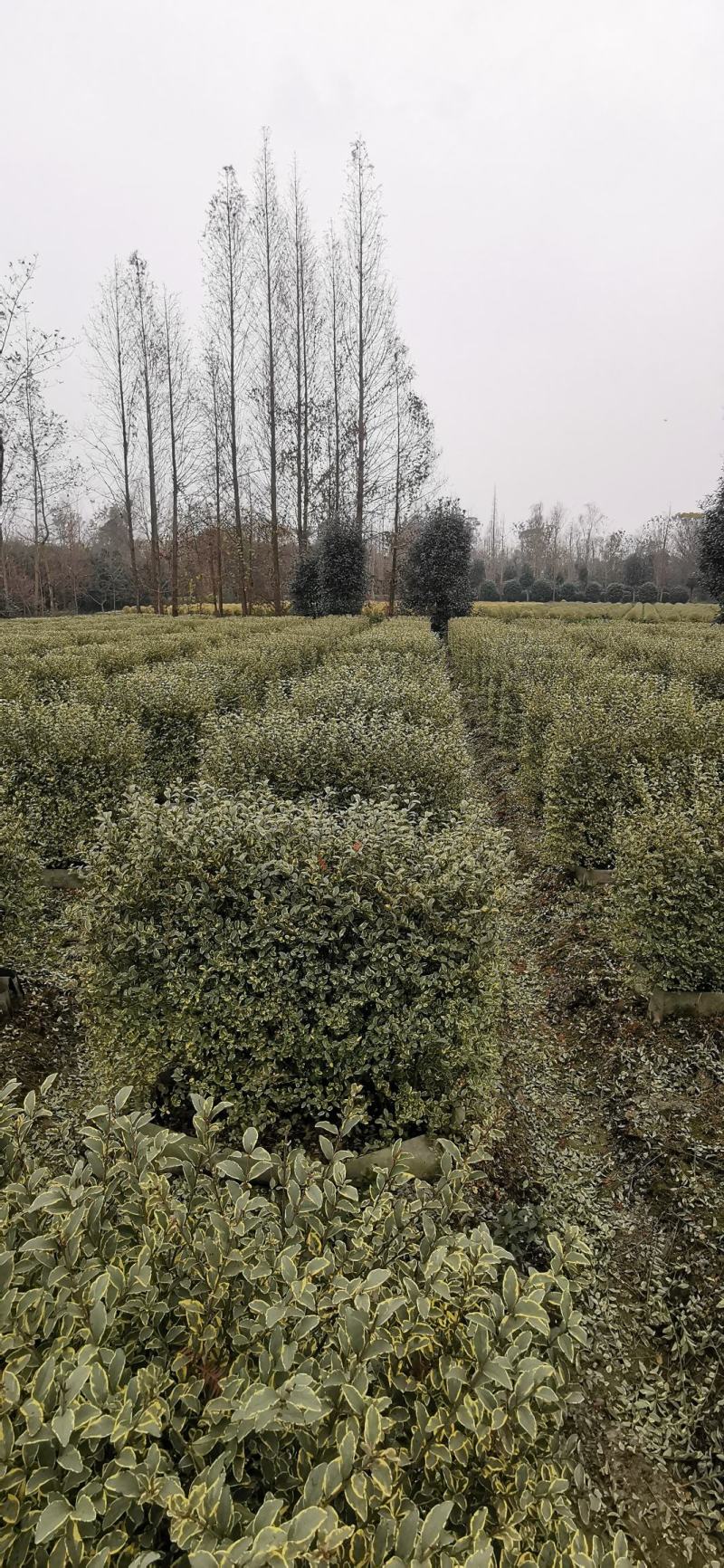 基地直销各规格精品银姬小蜡绿篱