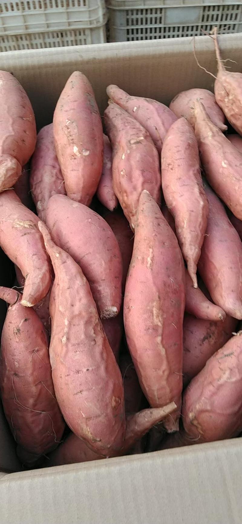 唐山烟薯25-烤红薯专用红薯产区直供货源充足