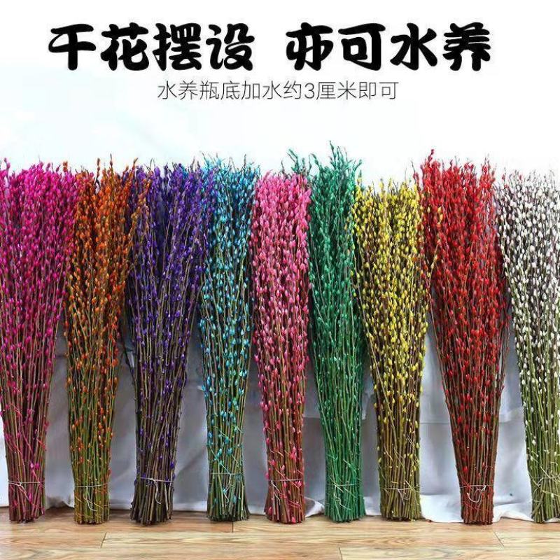 招财银柳真花干花年宵花卉七彩鲜枝水养耐寒摆件客厅装饰摆设