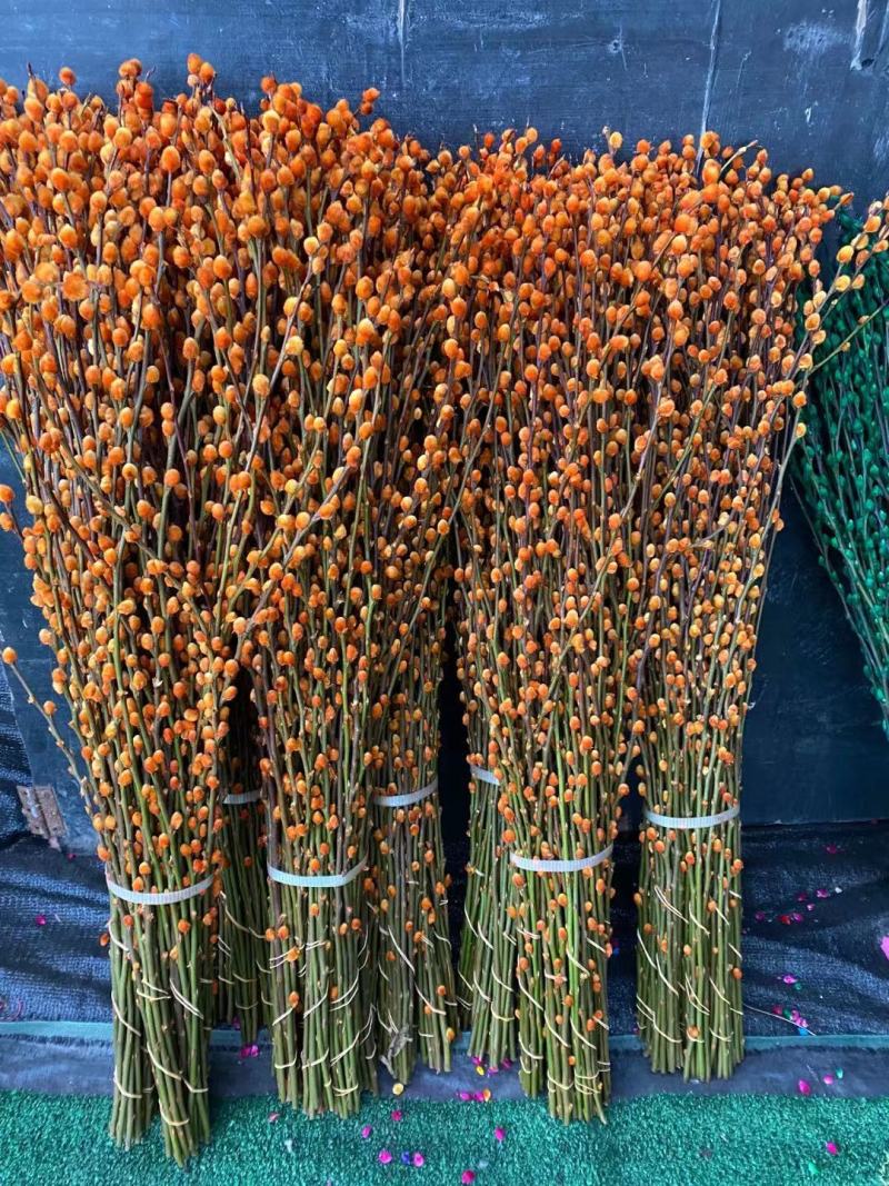 招财银柳真花干花年宵花卉七彩鲜枝水养耐寒摆件客厅装饰摆设