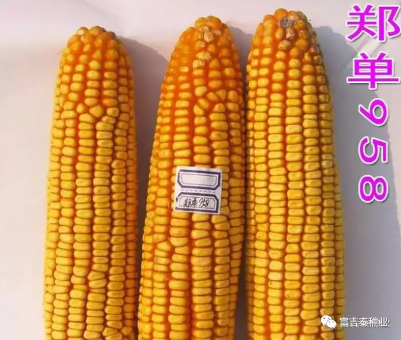 郑单958玉米种子高产玉米种子郑单958国审批发抗旱涝