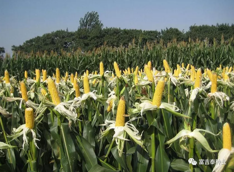 郑单958玉米种子高产玉米种子郑单958国审批发抗旱涝