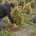 基地直销精品金禾女贞圣诞树