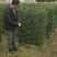 基地直销精品金禾女贞绿篱