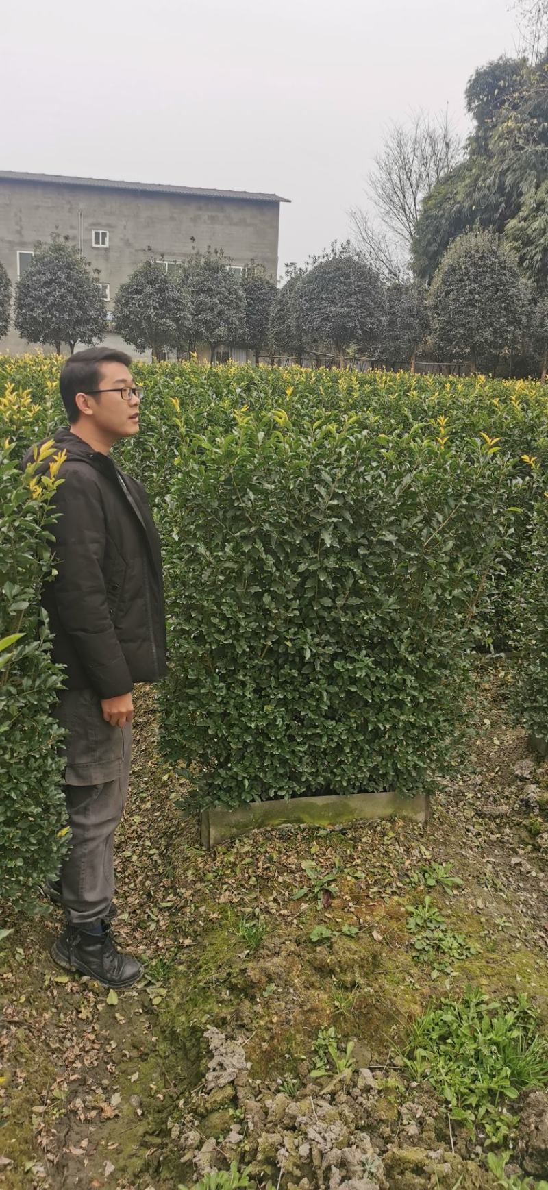基地直销精品金禾女贞绿篱