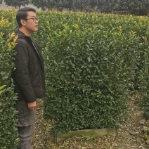 基地直销精品金禾女贞绿篱