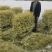 基地直销精品金姬小蜡绿篱