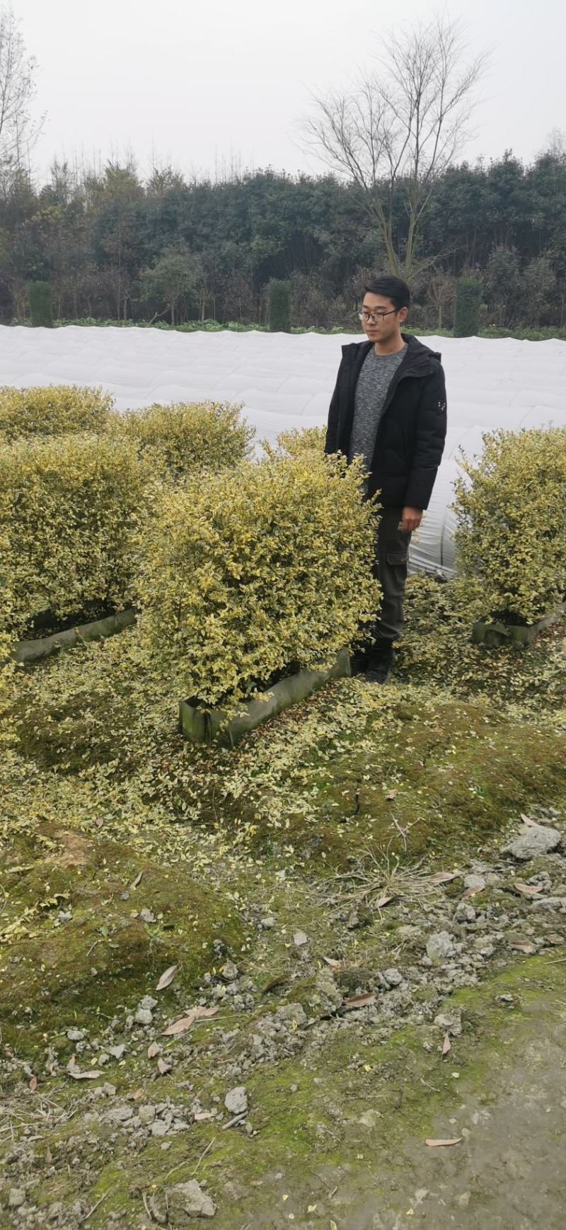 基地直销精品金姬小蜡绿篱