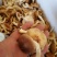 鲜香菇冬香菇云南椴木防野生香菇云南野生菌