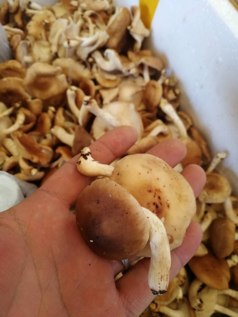 鲜香菇冬香菇云南椴木防野生香菇云南野生菌