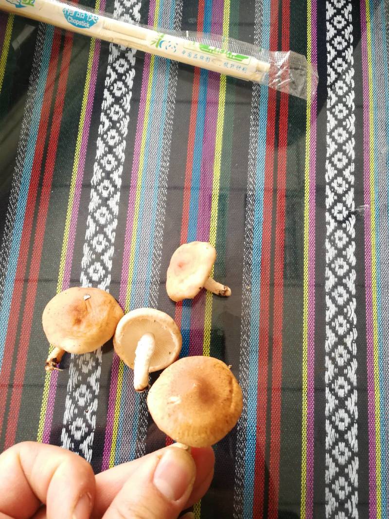 鲜香菇冬香菇云南椴木防野生香菇云南野生菌