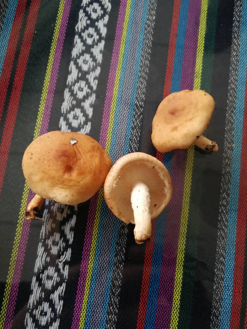 鲜香菇冬香菇云南椴木防野生香菇云南野生菌