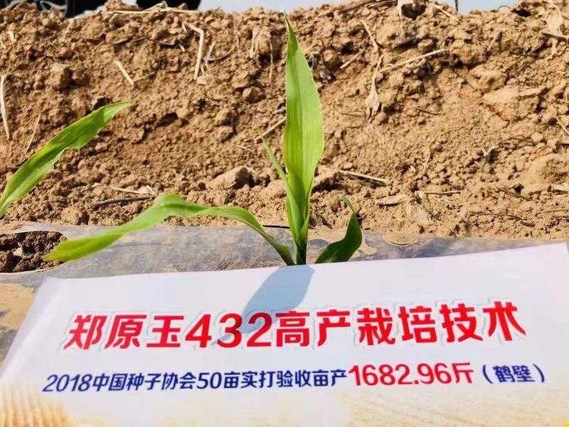 郑源玉432高密植分子版强扛到免控高抗锈病大户专用。。。