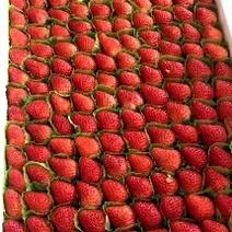 奉化奶油草莓