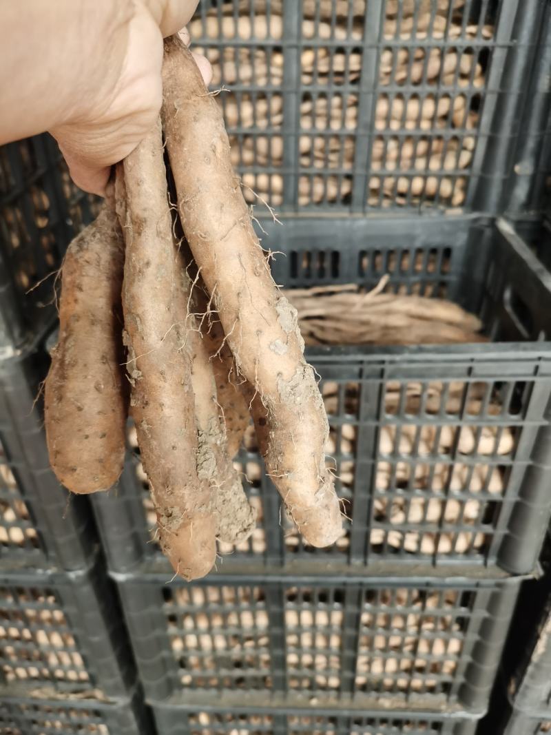 山药种苗山药嘴子，山药苗基地直供