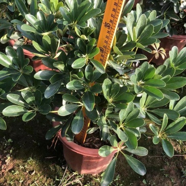 招财树鸭脚木佛山基地直销一手货源，批发价格