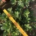 招财树鸭脚木佛山基地直销一手货源，批发价格