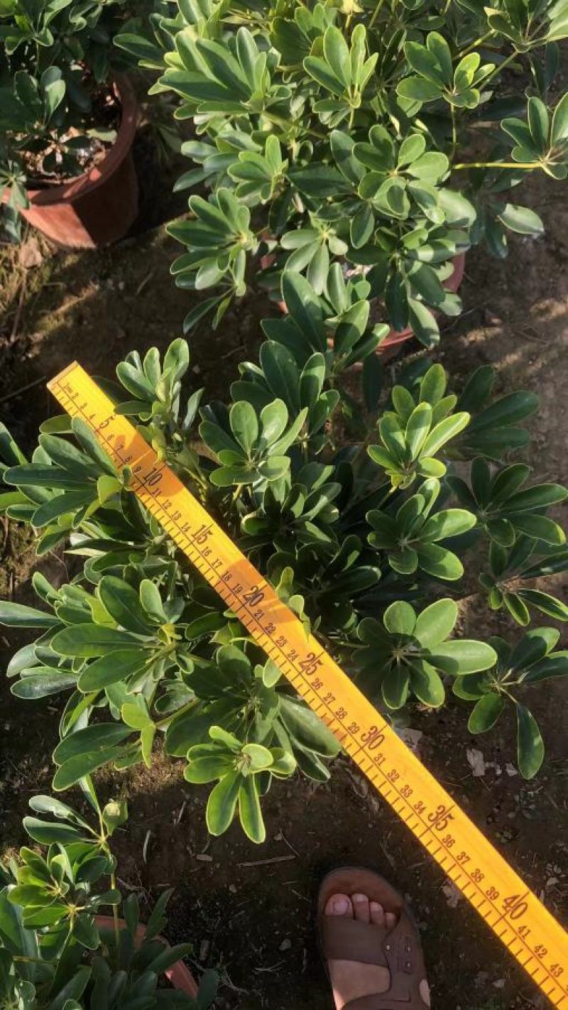 招财树鸭脚木佛山基地直销一手货源，批发价格