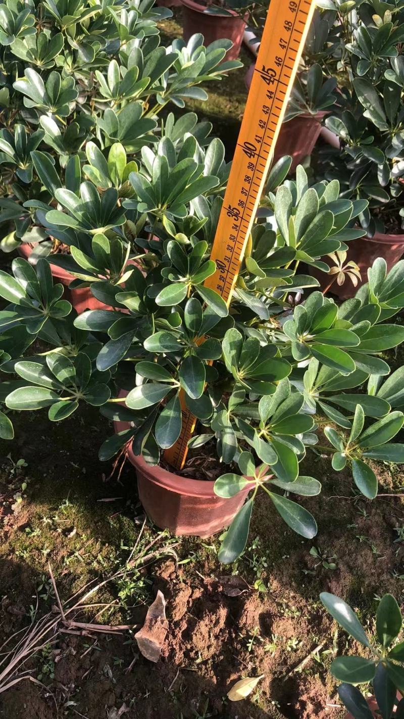 招财树鸭脚木佛山基地直销一手货源，批发价格
