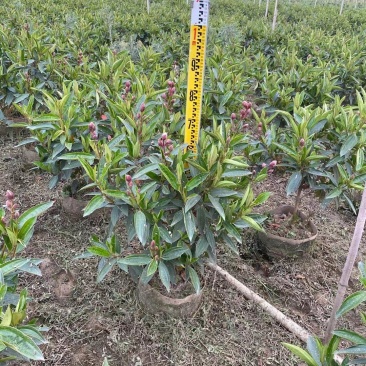 野牡丹佛山基地直销一手货源，基地直发，批发价格