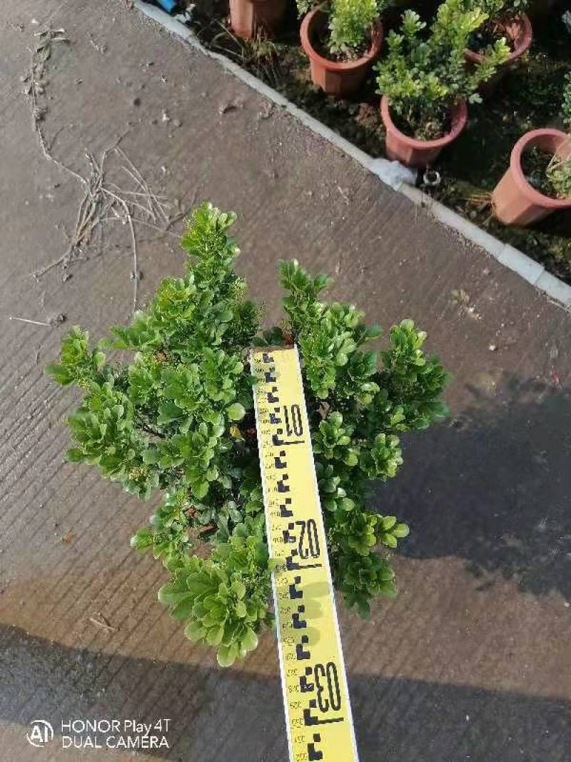 米兰佛山基地直销一手货源，常青绿植，基地直发