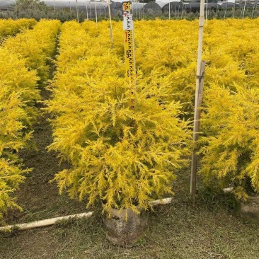 黄金香柳佛山基地直销一手货源，整车发货…