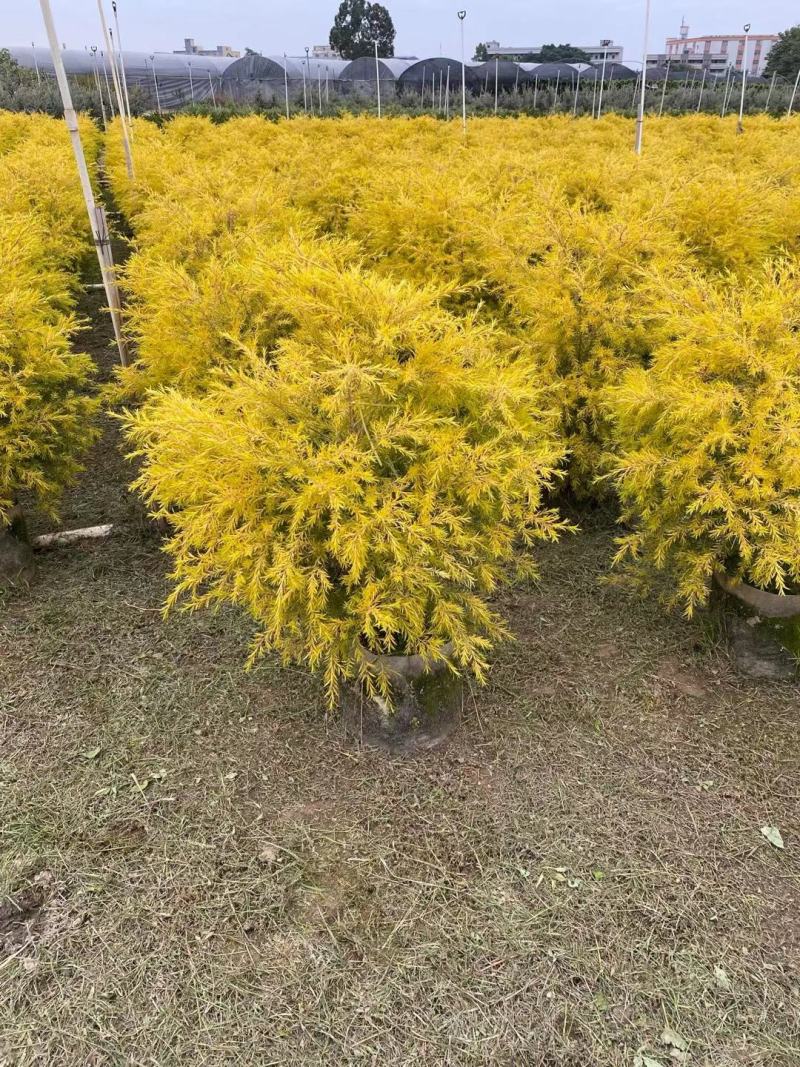 黄金香柳佛山基地直销一手货源，整车发货…