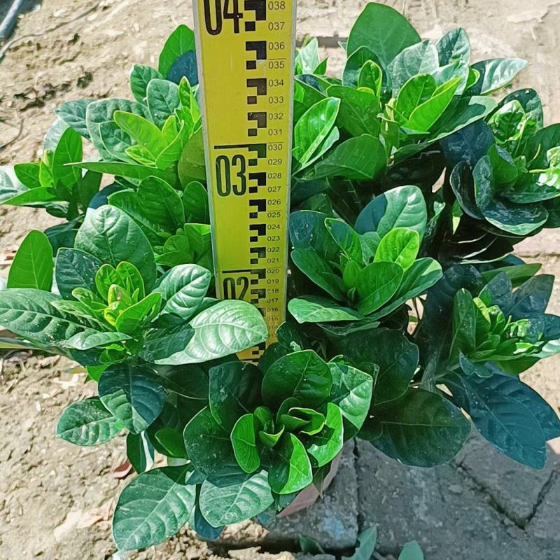 【毕业季/栀子花】栀子花佛山基地直销一手货源，芳香迷人