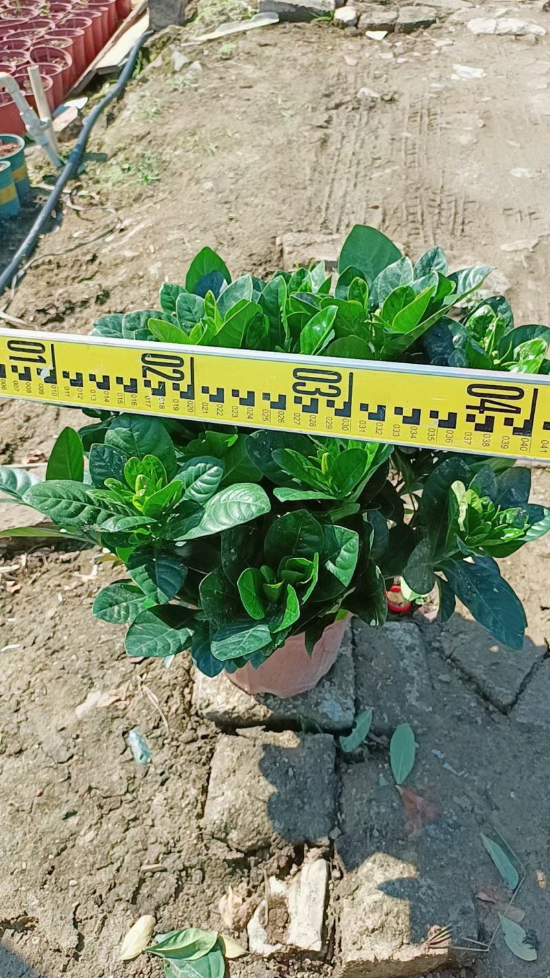 【毕业季/栀子花】栀子花佛山基地直销一手货源，芳香迷人