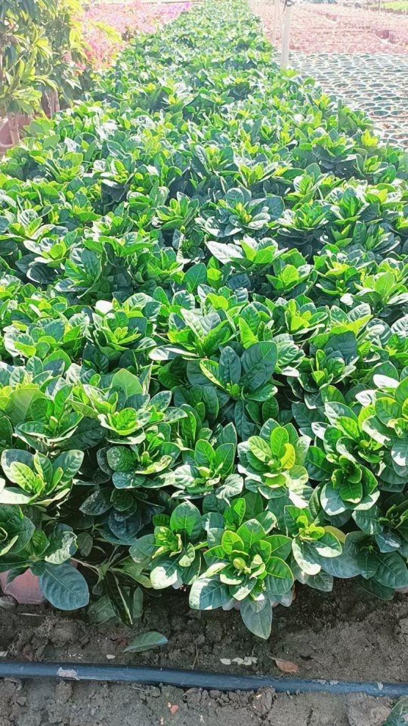 【毕业季/栀子花】栀子花佛山基地直销一手货源，芳香迷人