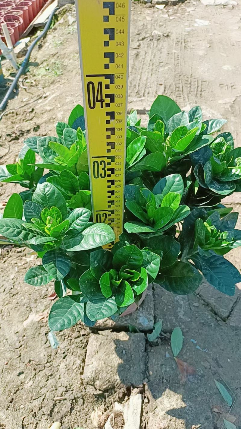 【毕业季/栀子花】栀子花佛山基地直销一手货源，芳香迷人