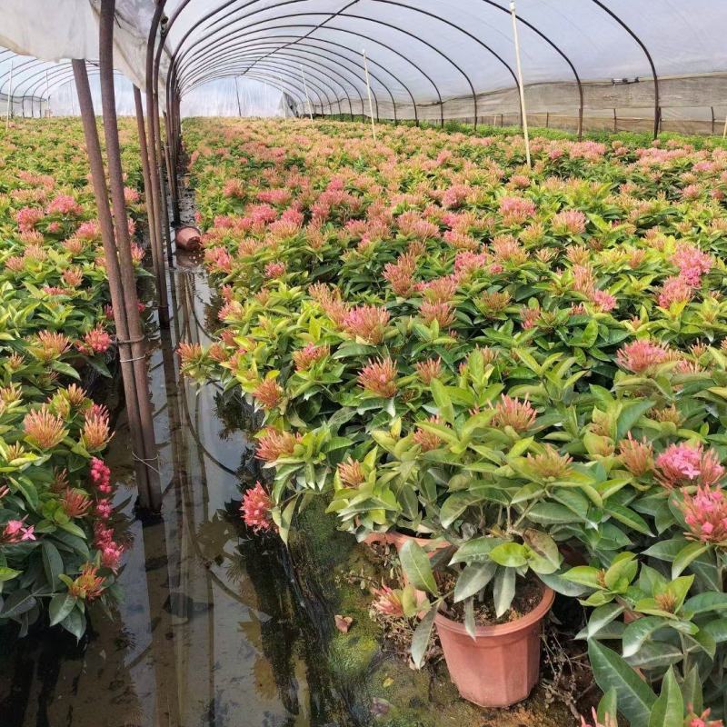 龙船花佛山基地直销一手货源，开花绿植……