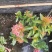 龙船花佛山基地直销一手货源，开花绿植……