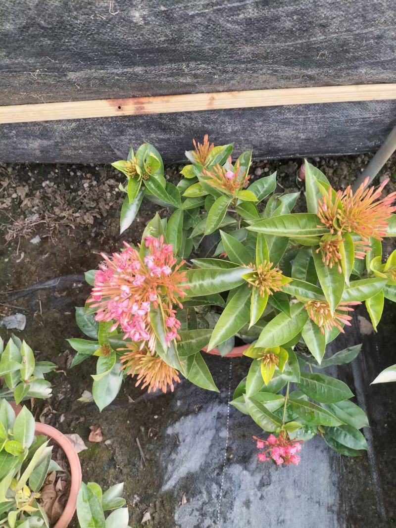 龙船花佛山基地直销一手货源，开花绿植……